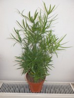 /album/pokojovky1/asparagus-jpg/