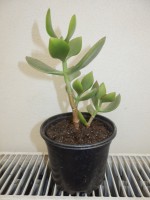/album/pokojovky1/crassula-jpg/